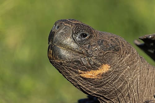Galapagos giant tortoise Genovesa Island-Galapagos Islands-Ecuador Art Print by Eli Jones